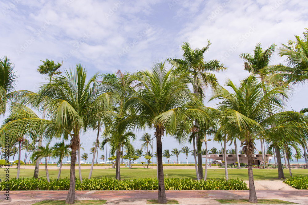 Coconut palm trees in tropical beach Thailand