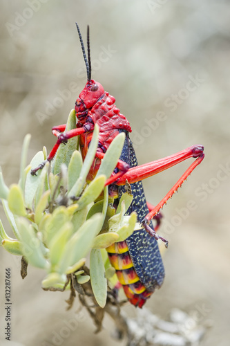 Common Milkweed Locust photo