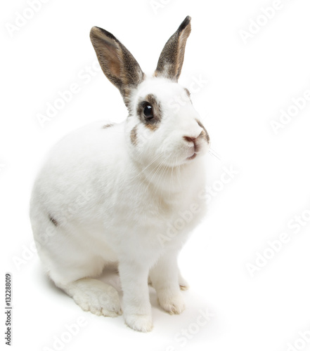 rabbit white Cute spotted sitting on white isolated looking for