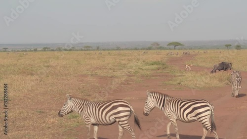 CLOSE UP: Stunning savannah grassland landscape full of cute wild animals