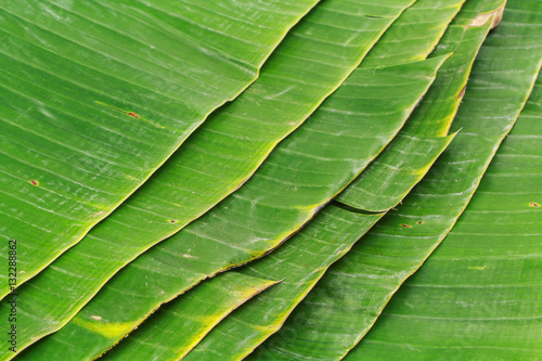 Closeup of banana leaf texture abstract background