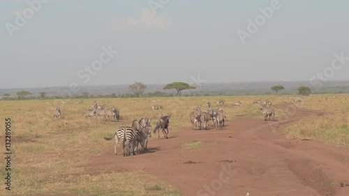 CLOSE UP: Wildebeest running between groups of wild zebras on savannah grassland