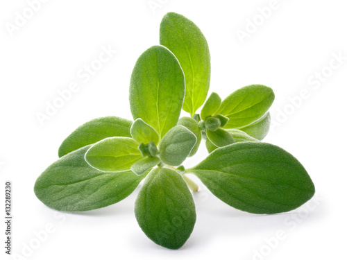 Marjoram (Origanum majorana), paths