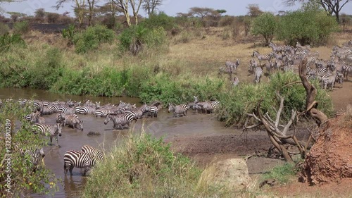 AERIAL: Wild zebras bathing, drinking from mud river and playing on riverbed
