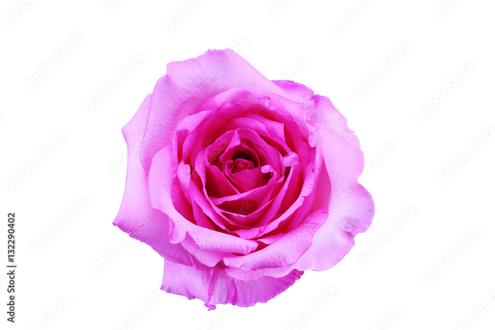 Beautiful pink rose isolated on white background Beautiful pink rose isolated on white background