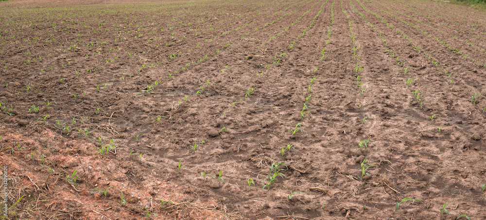 Young corn in corn field with dry ground.Concept of natural disa Young corn in corn field with dry ground.Concept of natural disa