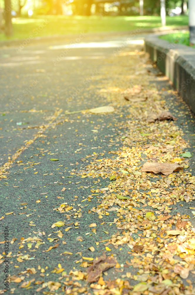 Park Walk way in city, dried tamarind tree leaf rest and relax f Park Walk way in city, dried tamarind tree leaf rest and relax f