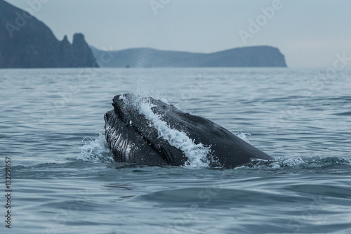 Humpback Whale feeding © Mats