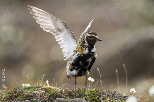 European golden plover wings spread photo