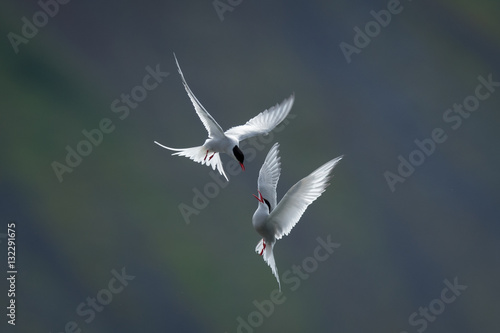 Artic Terns in flight fighting