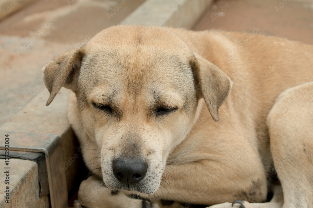 Brown dog stay on walking floor in Thailand country.