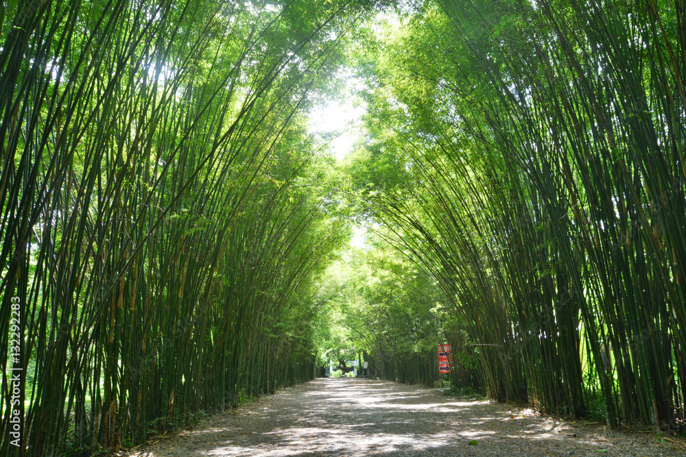 Fototapeta premium Tunnel bamboo trees and walkway