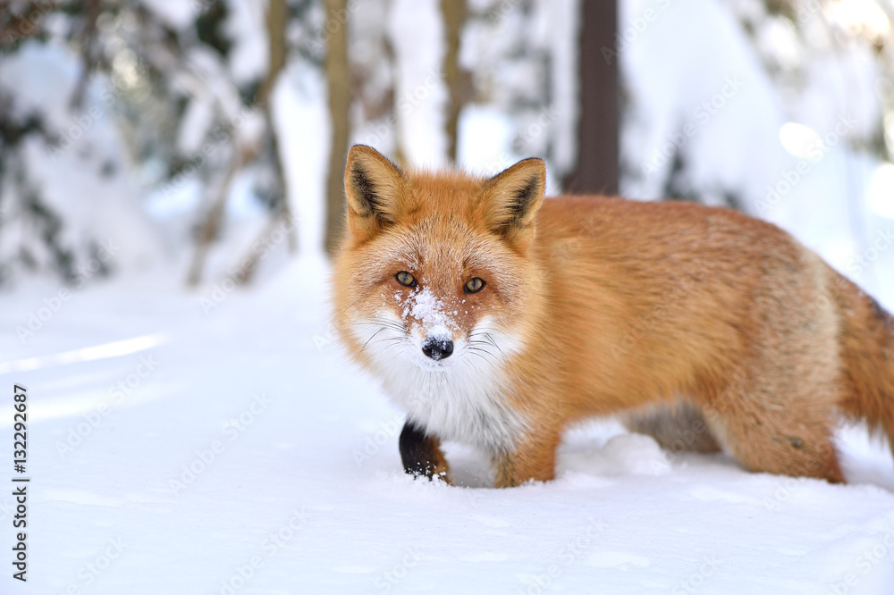 Obraz premium 雪の中のキタキツネ