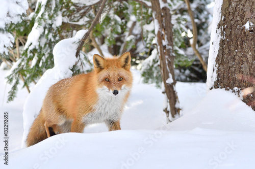 雪の中のキタキツネ © mihiro_wildlife