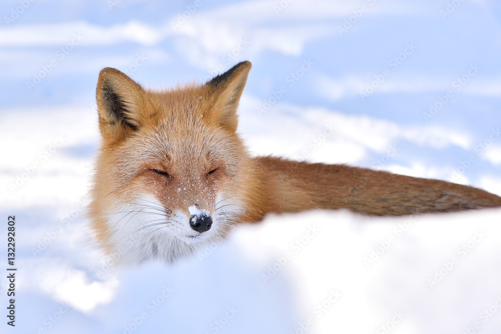 Fototapeta premium 雪の中のキタキツネ