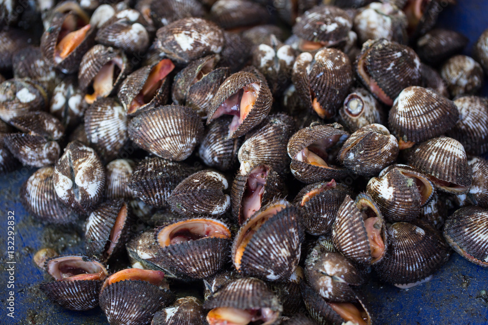 Big Cockle or fresh sea shell cockle for making seafood Big Cockle or fresh sea shell cockle for making seafood