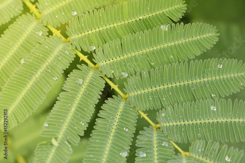 sensitive plant (also call Mimosa pudica or sleepy plant or shy plant) which have dews in morning
