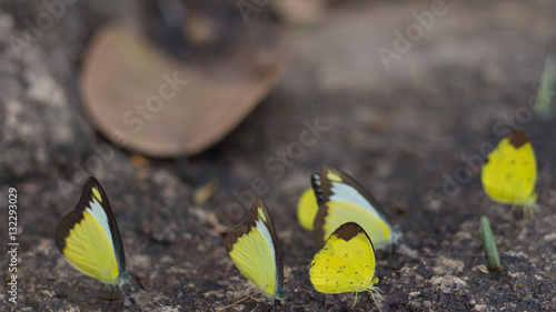 Yellow beautiful butterflies background nature