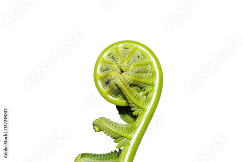 Young frond of fern