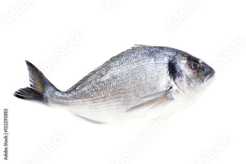 Dorado fish on white