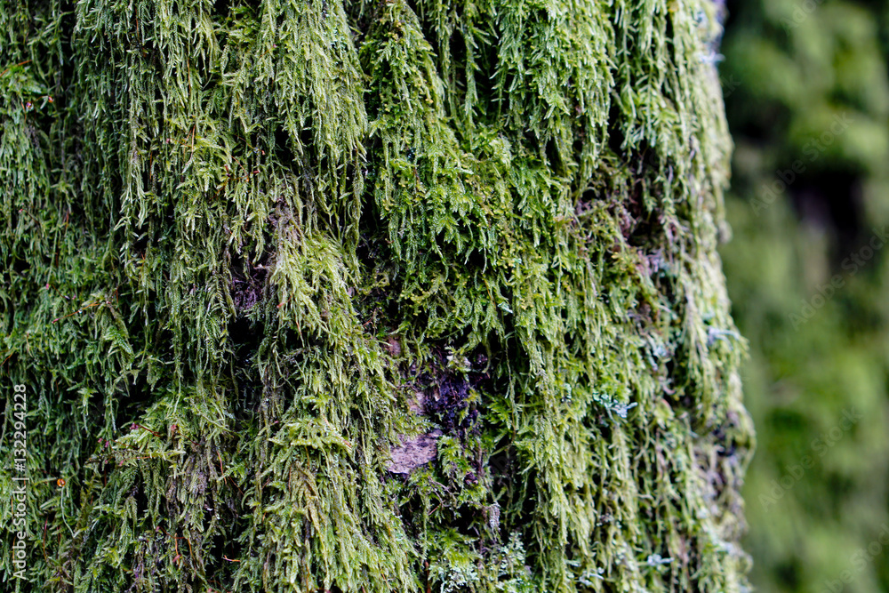 Hintergrund Moos am Baum im Wald Stock Photo Adobe Stock