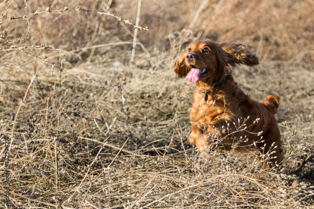 pleased Spaniel in dry grass