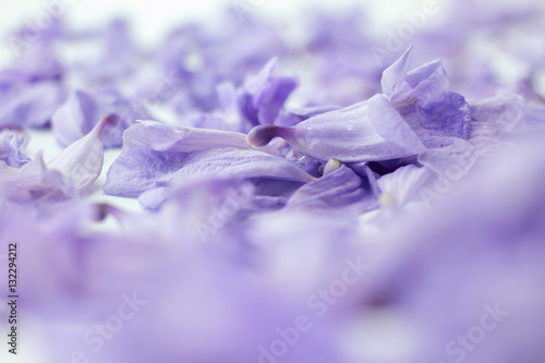 Foto violet jacarandas flower with copy space
