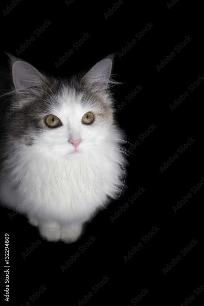 Fototapeta premium ノルウェージャンフォレストキャット