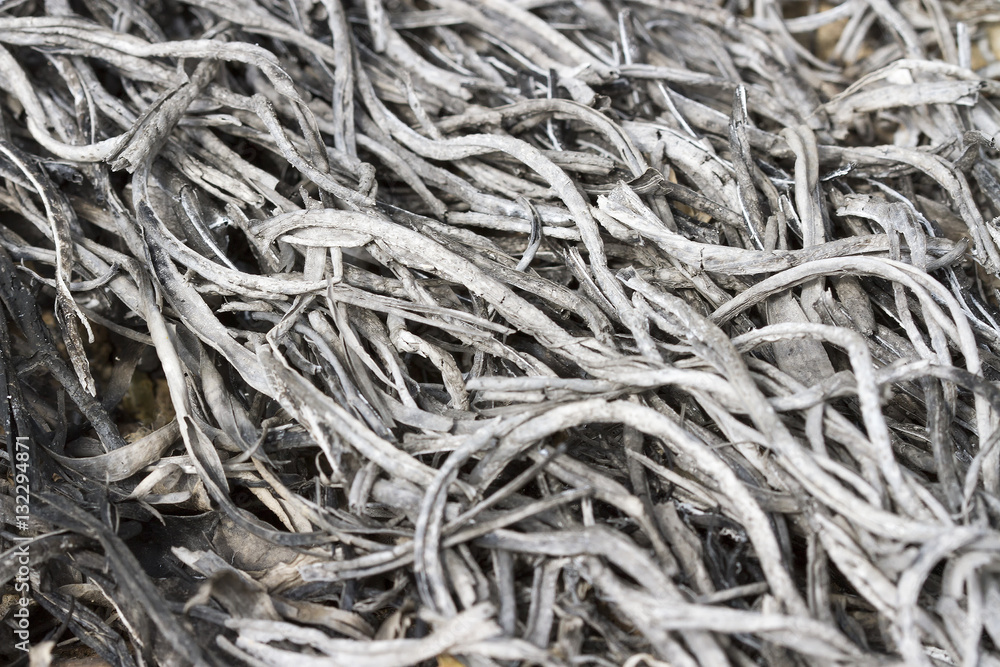 Burned Out Ashes of twigs, grass Burned Out Ashes of twigs, grass