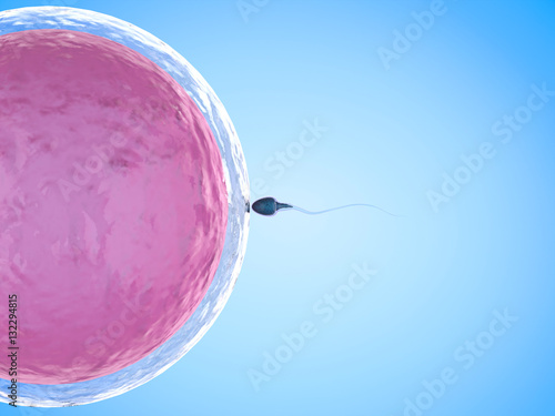 Fototapeta sperm with ovum