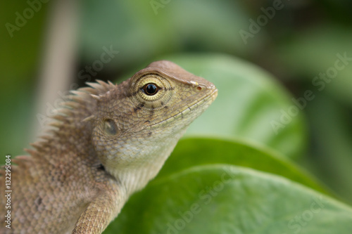 Close up of Calotes versicolor Daudin, Red-headed Lizard or Indi