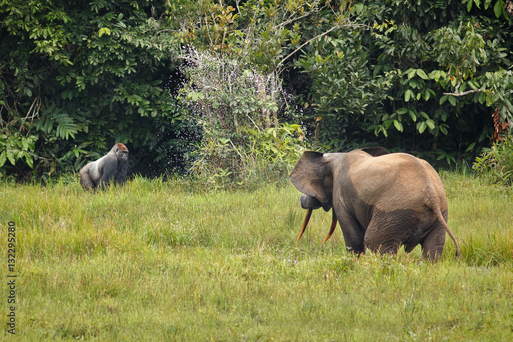 Fototapeta premium eastern lowland gorilla silverback and elephant on the bai in the middle of jungle, face to face, great details, african wildlife, green bai 