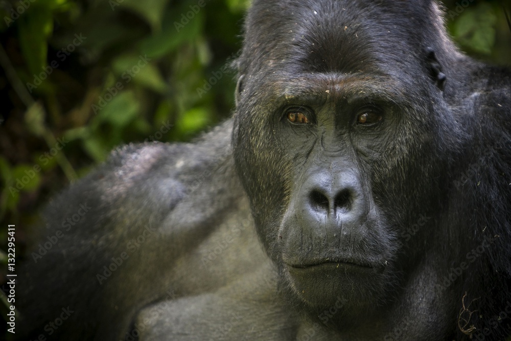 Obraz premium eastern lowland gorilla in the darkness of african jungle, face to face, great details, african wildlife