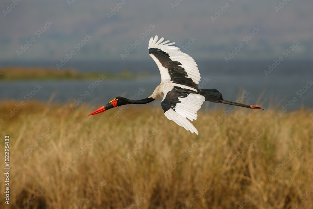 Naklejka premium Saddle-billed stork is flying in the beautiful nature habitat in Uganda, african birding, wild and nature in africa, birdwatchers