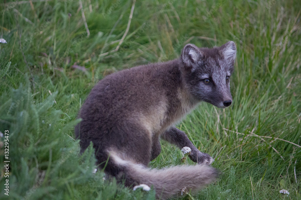 Naklejka premium Polar fox 17, Iceland