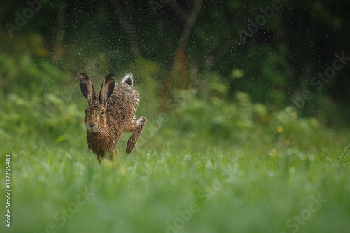 Fotografie hare is running in the beautiful light on green grassland,european wildlife, wil