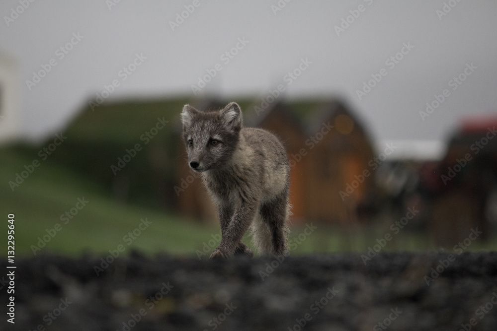 Polar fox 8, Iceland Polar fox 8, Iceland