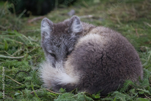 Polar fox 6, Iceland