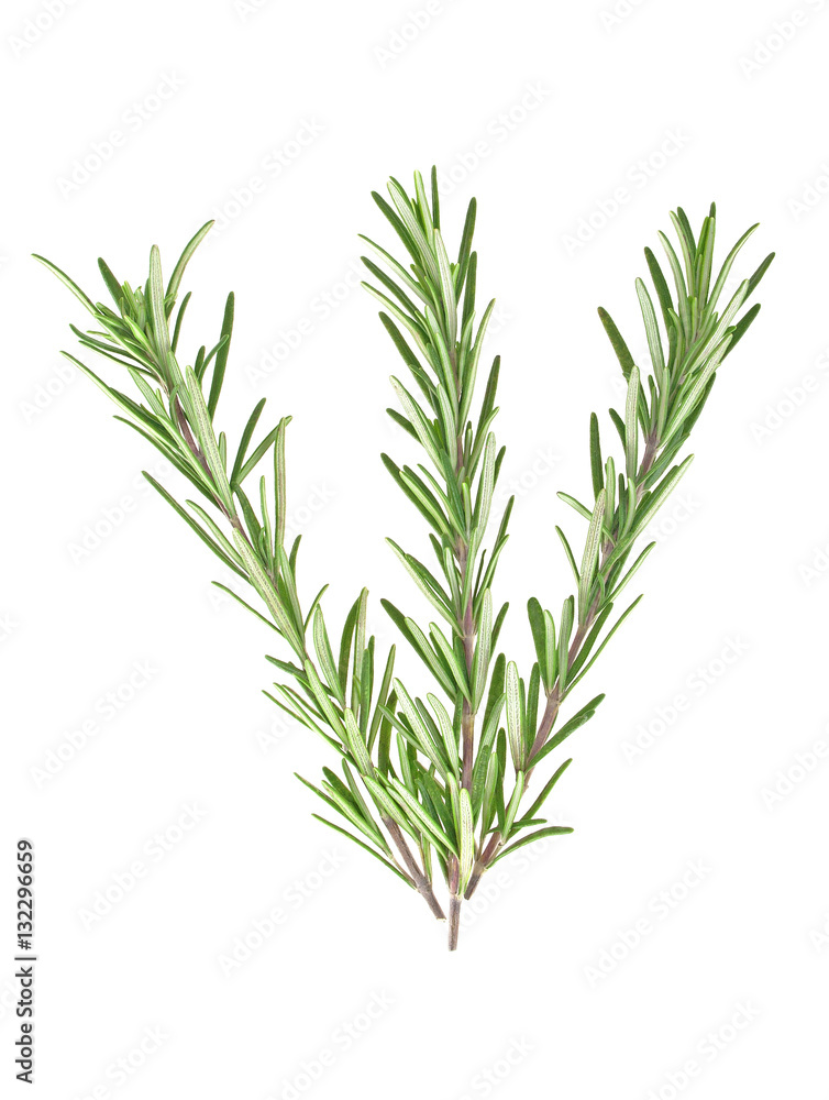 Fresh green sprig of rosemary isolated on a white background Fresh green sprig of rosemary isolated on a white background