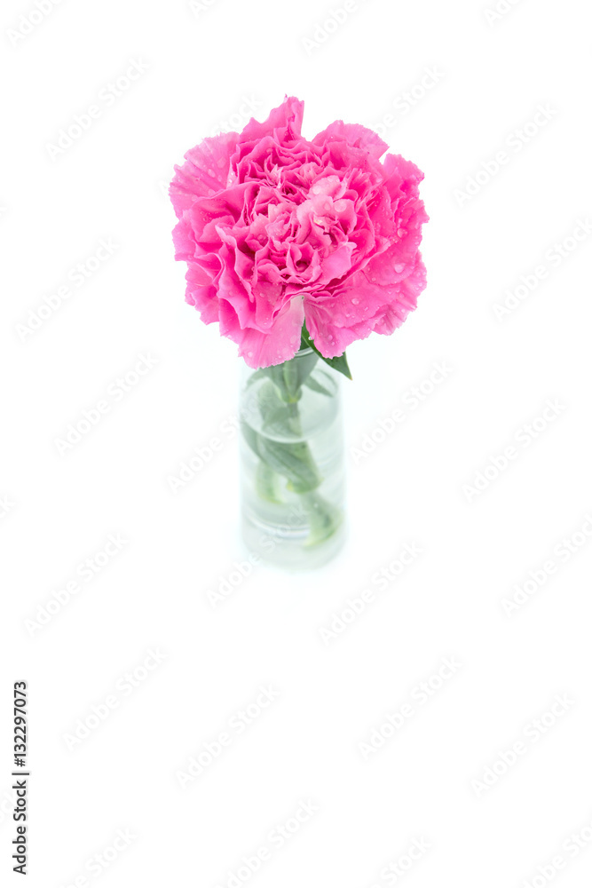 Obraz premium Pink carnations flower isolated on white background