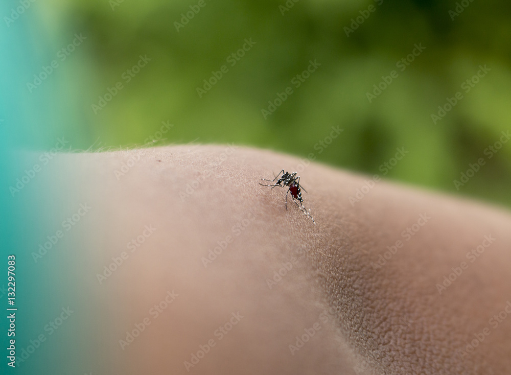 Obraz premium Soft focus of Mosquito on a human hand sucking blood