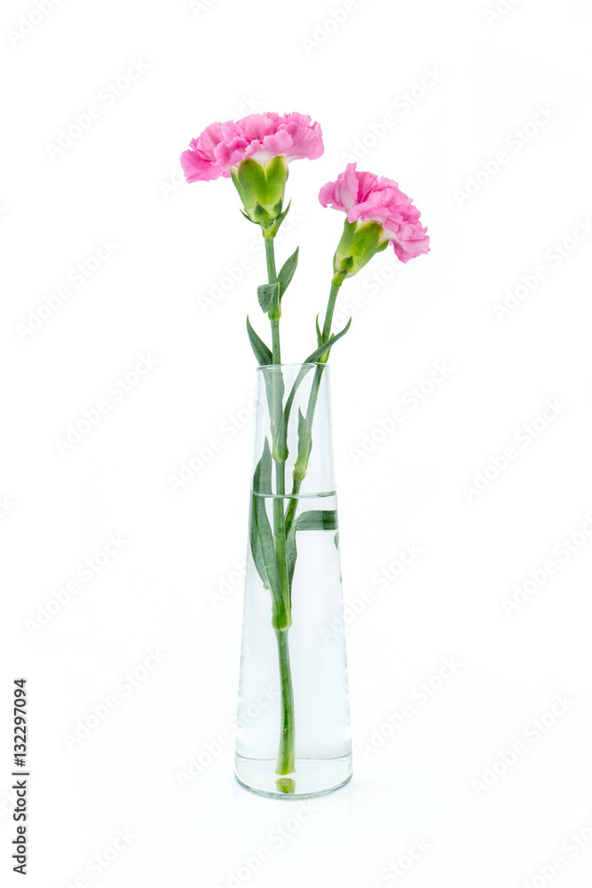 Pink carnations flower isolated on white background Pink carnations flower isolated on white background