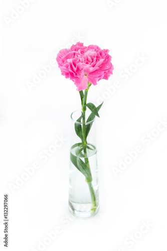 Fototapeta Naklejka Na Ścianę i Meble -  Pink carnations flower isolated on white background