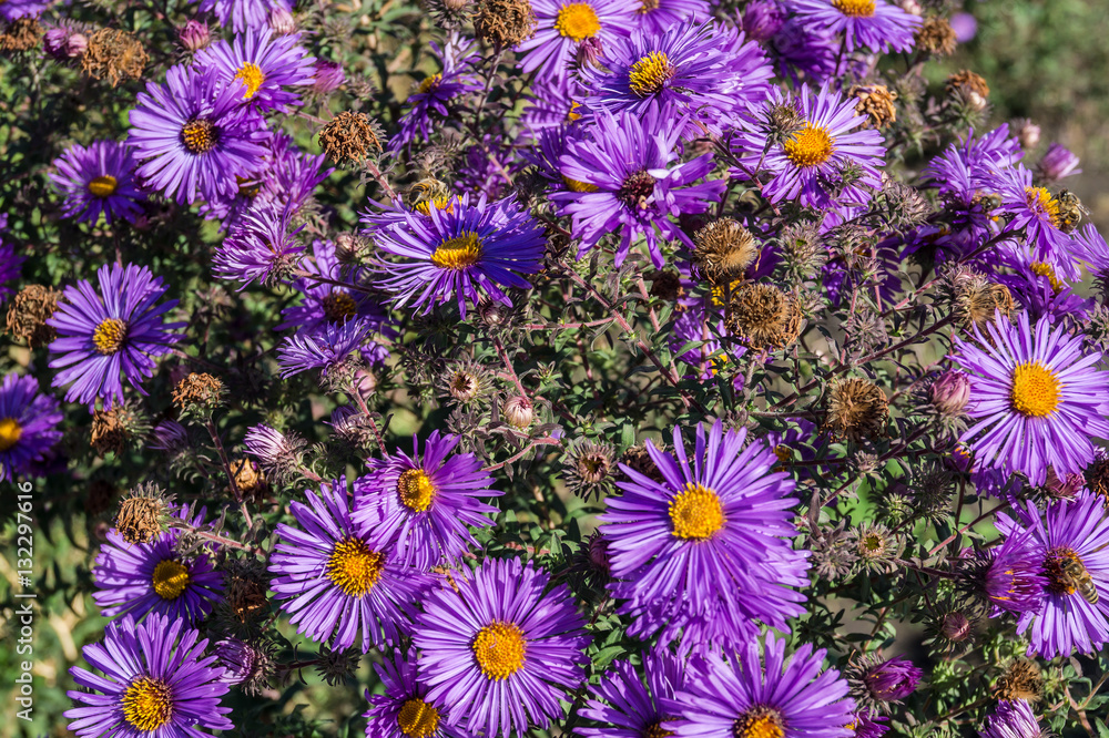 flowers close up flowers close up