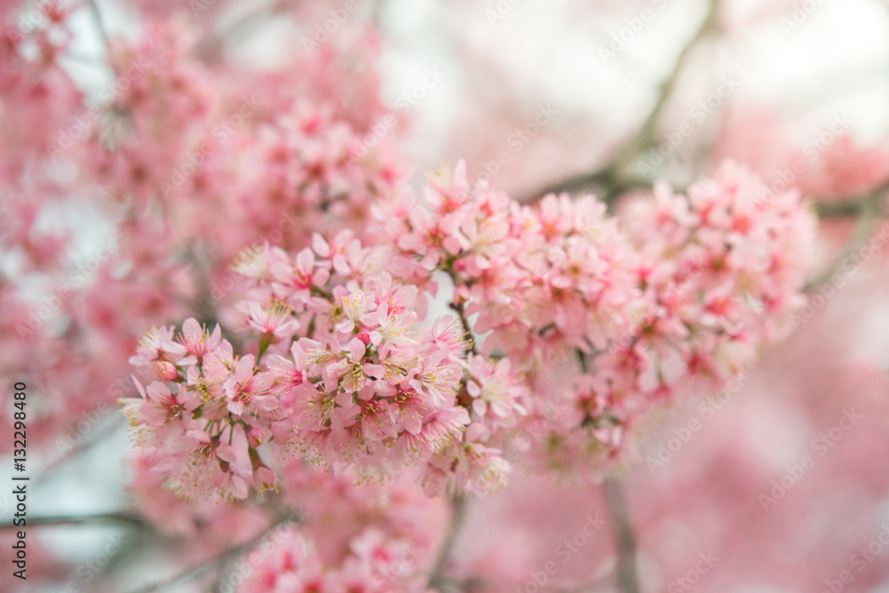 Branch of sakura flower, Cherry blossom. Branch of sakura flower, Cherry blossom.