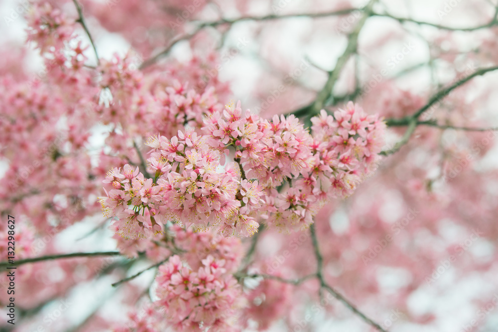 Branch of sakura flower, Cherry blossom. Branch of sakura flower, Cherry blossom.