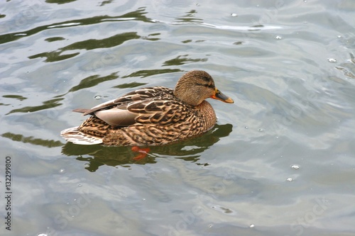 photos of beautiful ducks on the water 10