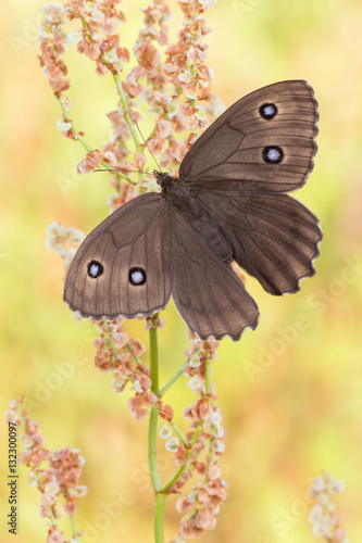 Blauäugiger Waldportier (Minois dryas)  photo