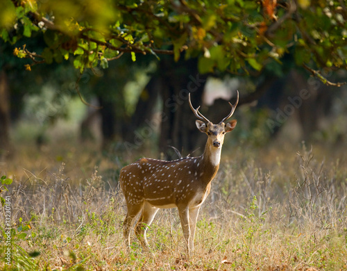 Deer with beautiful horns standing in the jungle in the wild. India. National Park. An excellent illustration. © gudkovandrey