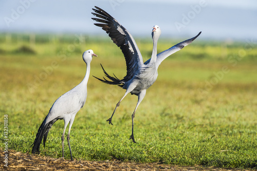 Blue Crane pair partaking in their pair bonding display dance photo